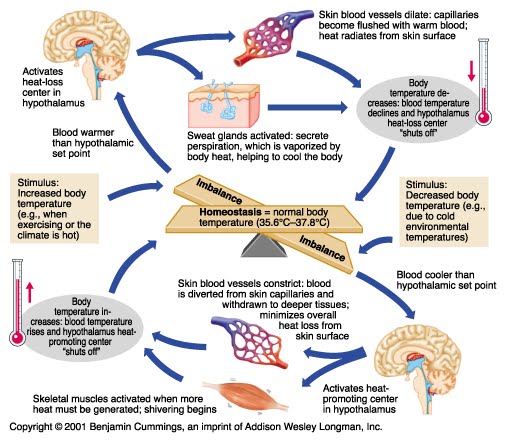 Thermoregulation