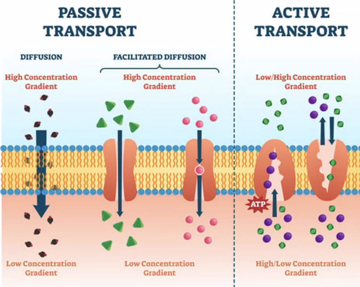 Active and passive transport