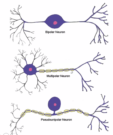 סוגים עיקריים של תאי עצב