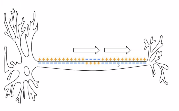 פוטנציאל הפעולה לאורך האקסון