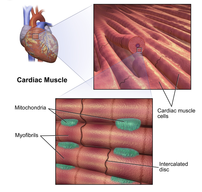 Cardiac muscle