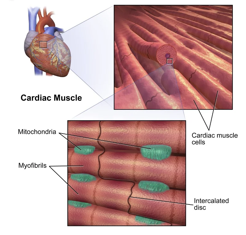 Cardiac muscle