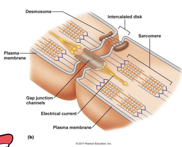 intercalated disc