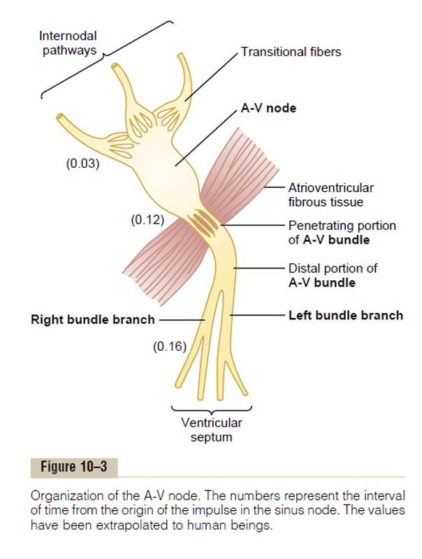 The Conduction System of the Heart – Atrioventricular Node (AVN)