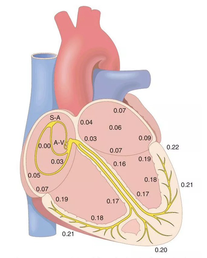 Transmission of the impulse through the entire heart