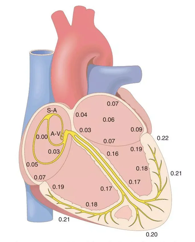 Transmission of the impulse through the entire heart