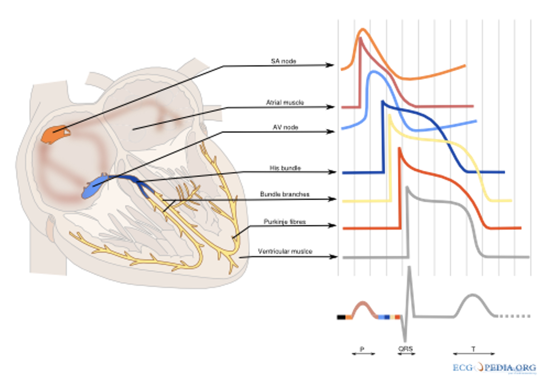 The heart’s potentials and their contribution to overall activation