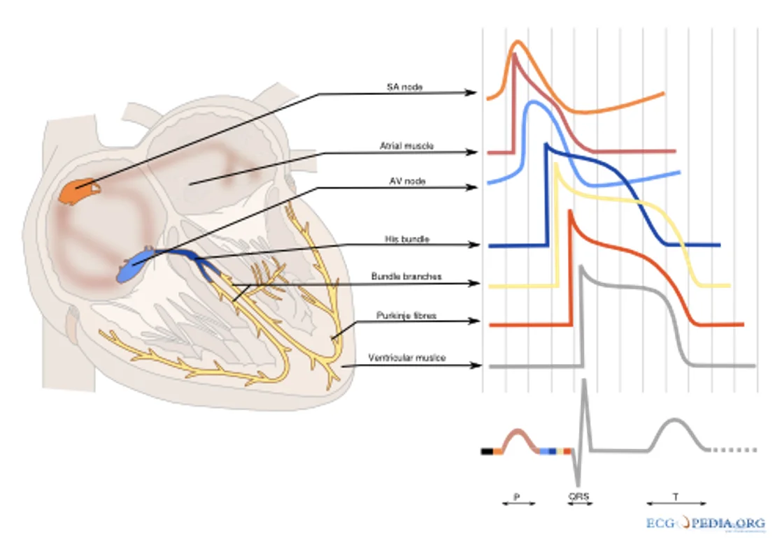The heart’s potentials and their contribution to overall activation