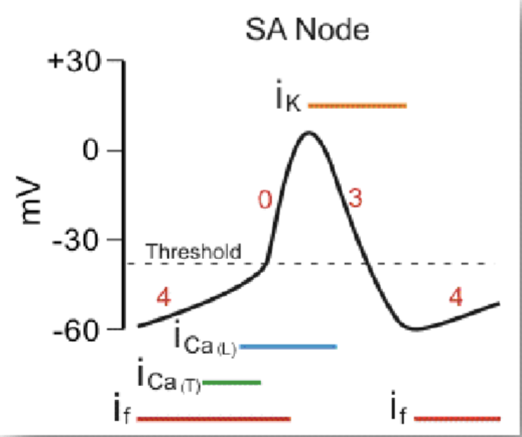 The Nodal Action Potential