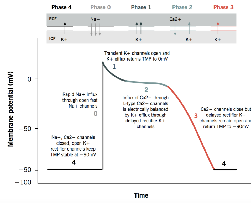 The Ventricular Action Potential