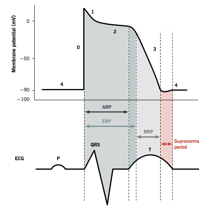 The Refractory Period of the Ventricular AP