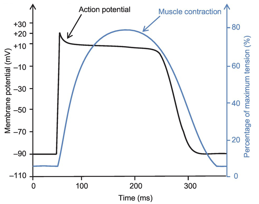 Excitation – Contraction Coupling in the Heart