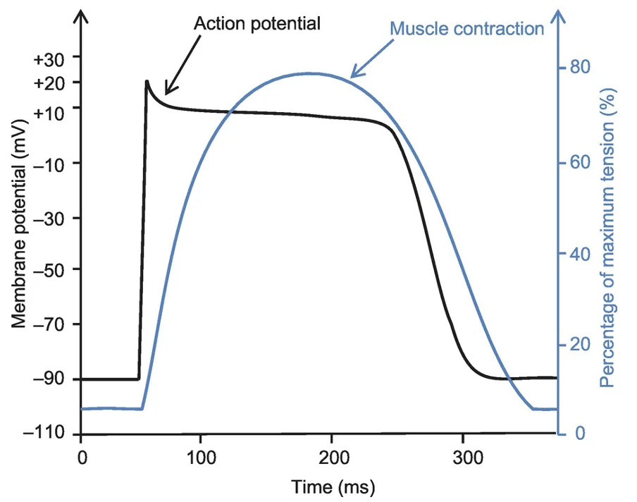 Excitation – Contraction Coupling in the Heart