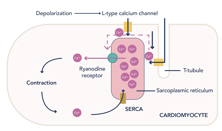Excitation – Contraction Coupling in the Heart2