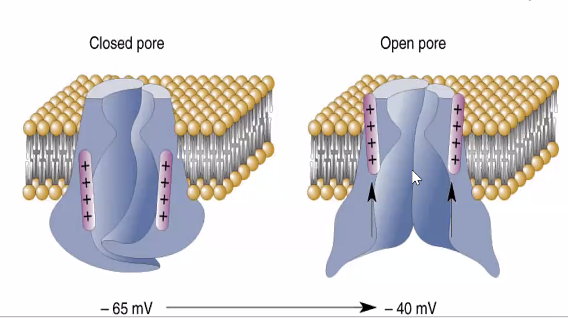 closed and open pores