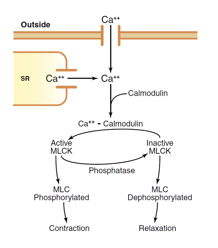 Contraction in Smooth Muscle