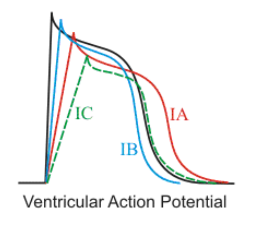 Ventricular action potential