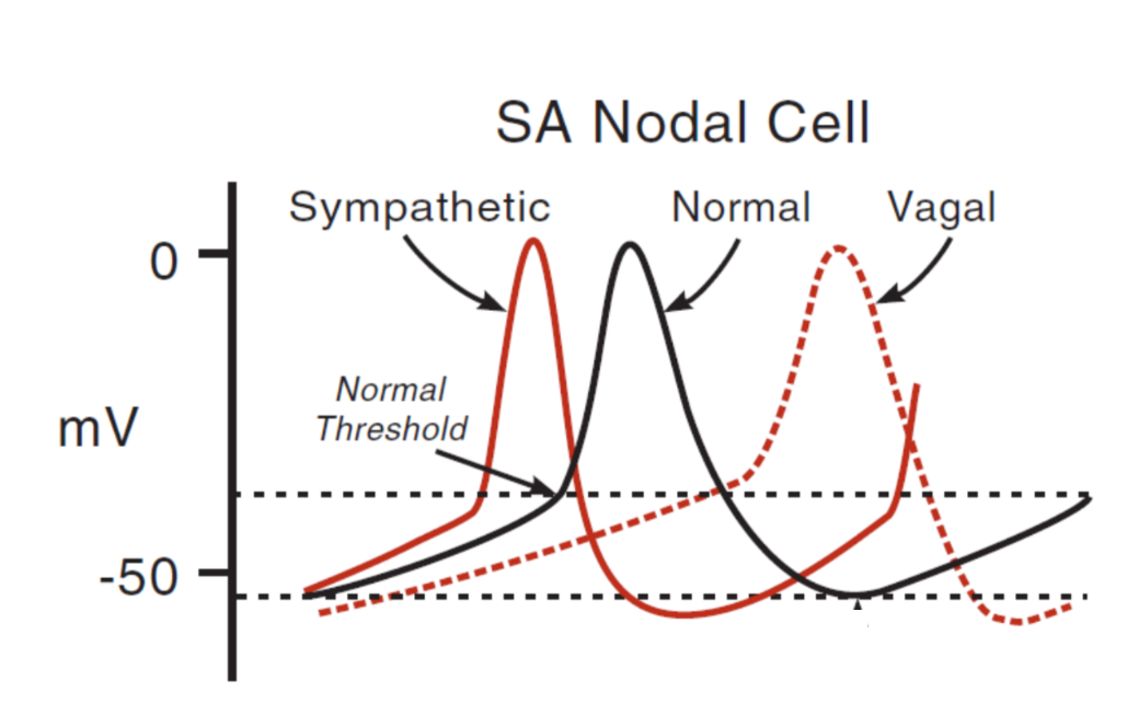 SA Nodal cell - השלבים: 4,0,3