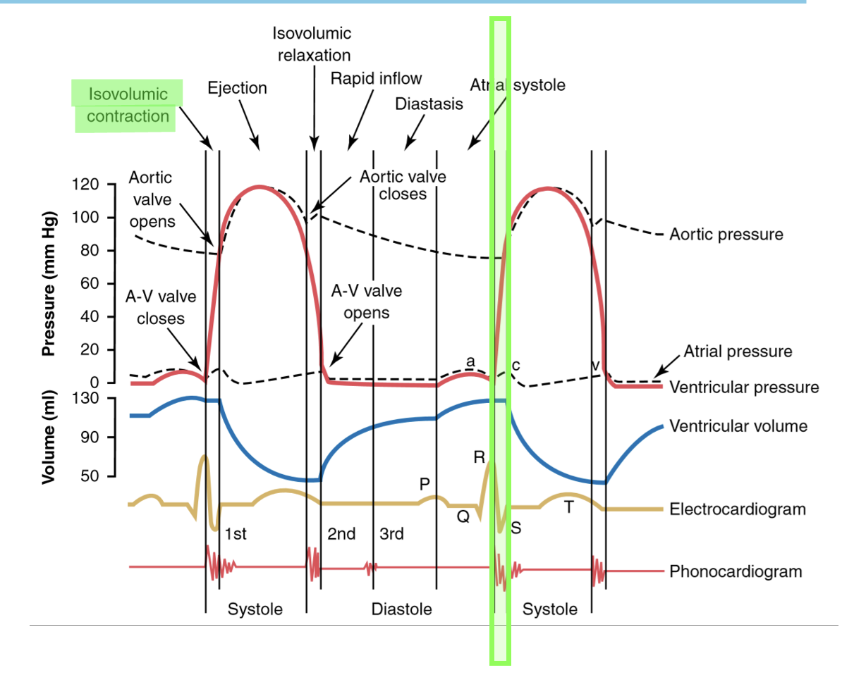 Isovolumetric (isometric) contraction