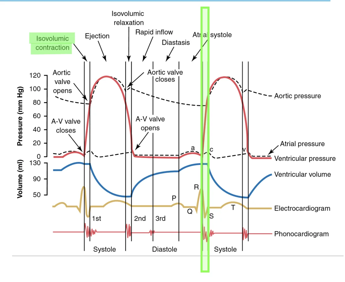 Isovolumetric (isometric) contraction