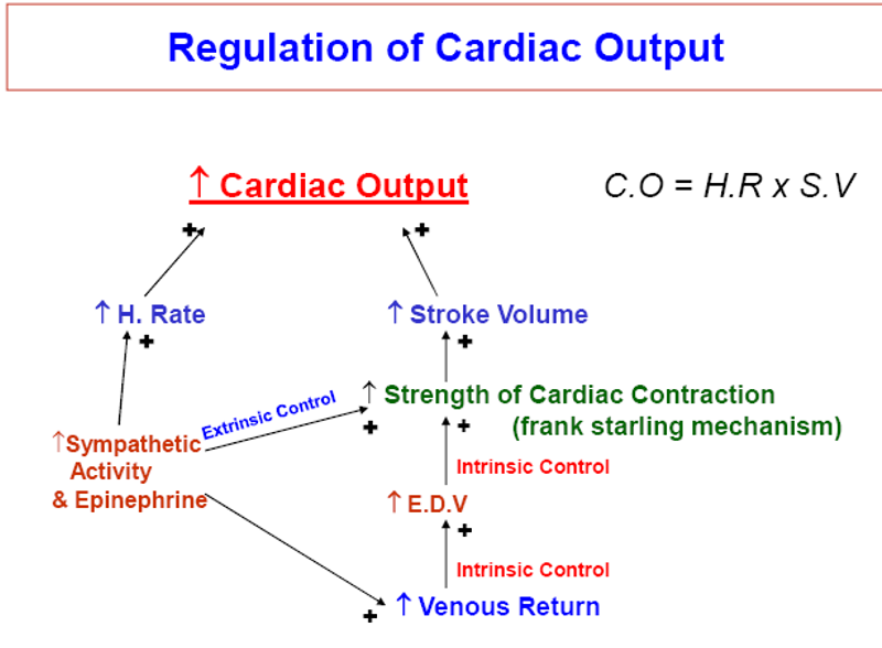 Regulation of cardiac output
