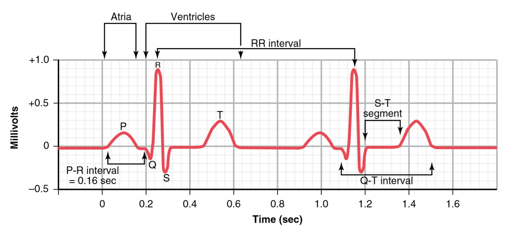 The normal electrocardiogram