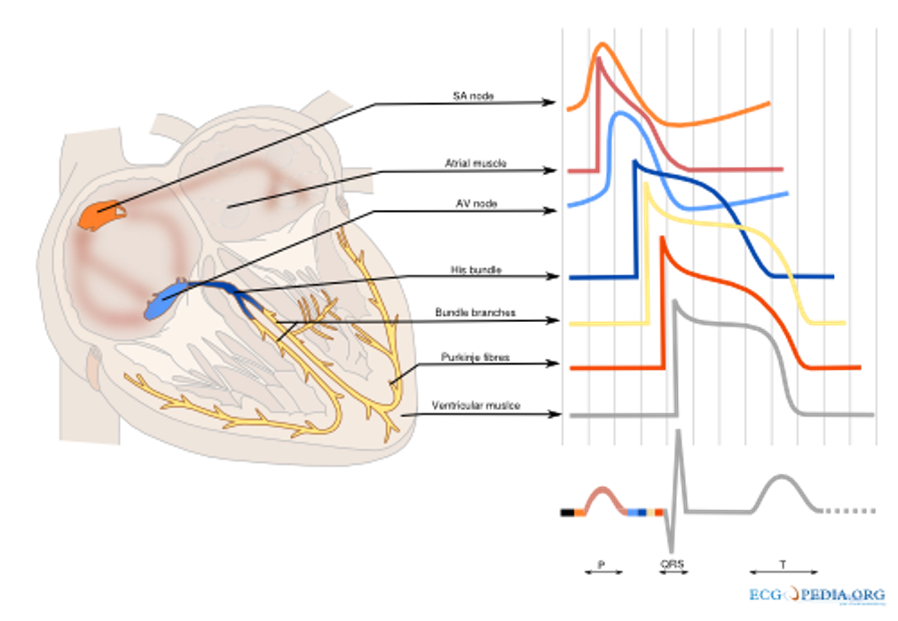 electrocardiography - ECG