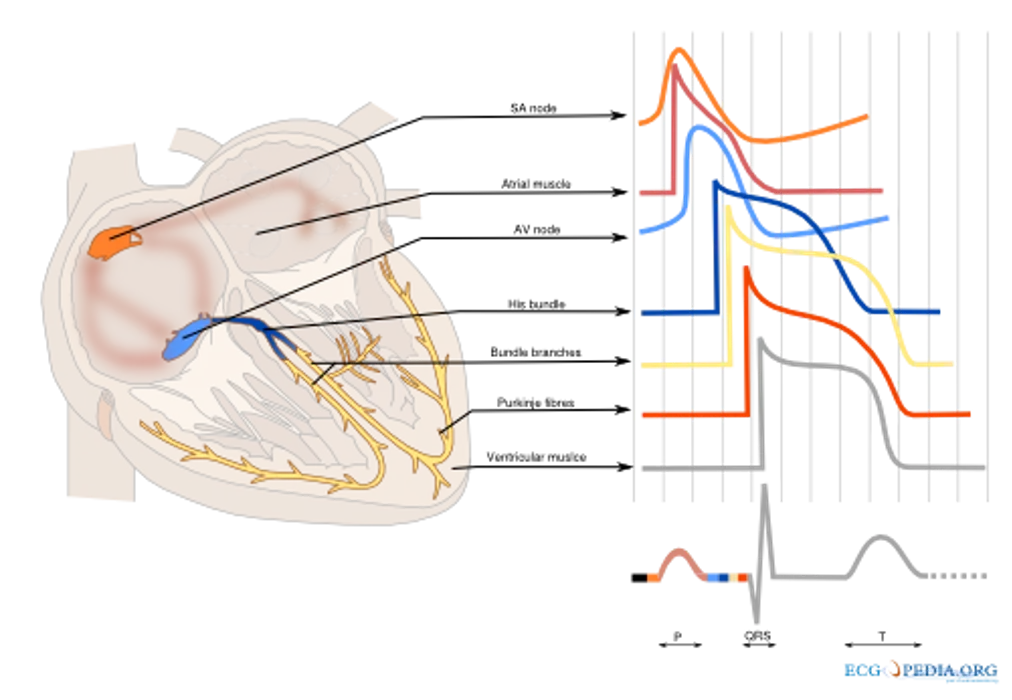 electrocardiography - ECG