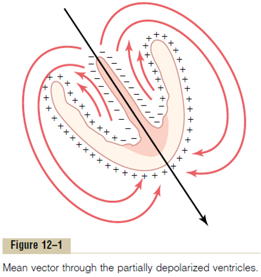 The Heart Axis