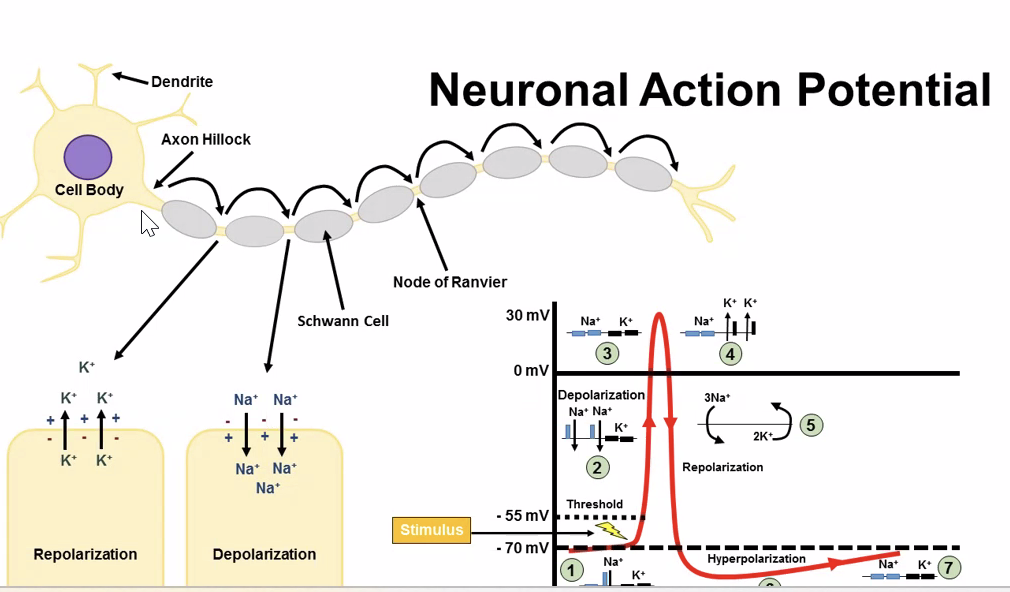 Action potential