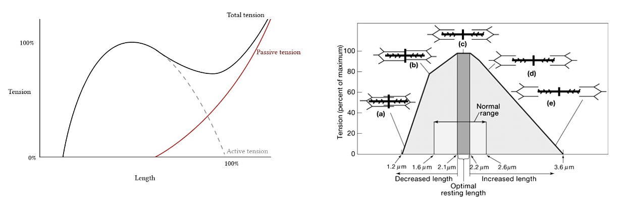 Tension – Length Curves