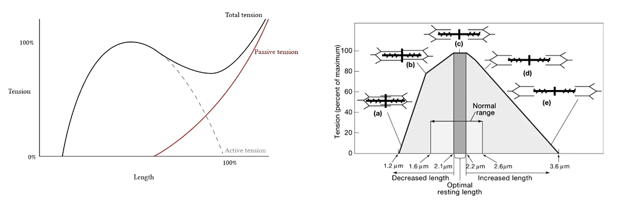 Tension – Length Curves