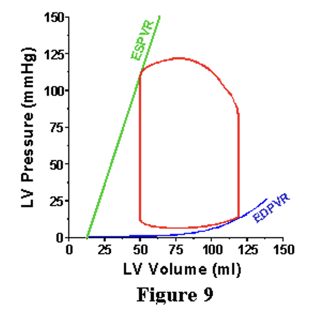The Cardiac Cycle in a Loop