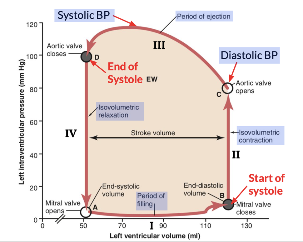 It is divided into four phases. Phase I: Period of filling. This phase in the volume pressure diagram begins at a ventricular volume of about 50 ml and a diastolic pressure of 2 to 3 mm Hg. The amount of blood that remains in the ventricle after the previous heartbeat, 50 ml, is called the end-systolic volume. As venous blood flows into the ventricle from the left atrium, the ventricular volume normally increases to about 120 ml, called the end-diastolic volume, an increase of 70 ml. Therefore, the volume-pressure diagram during phase I extends along the line labeled “I,” from point A to point B, with the volume increasing to 120 ml and the diastolic pressure rising to about 5 to 7 mm Hg. Phase II: Period of isovolumic contraction. During isovolumic contraction, the volume of the ventricle does not change because all valves are closed. However, the pressure inside the ventricle increases to equal the pressure in the aorta, at a pressure value of about 80 mm Hg, as depicted by point C. Phase III: Period of ejection. During ejection, the systolic pressure rises even higher because of still more contraction of the ventricle. At the same time, the volume of the ventricle decreases because the aortic valve has now opened and blood flows out of the ventricle into the aorta. Therefore, the curve labeled “III,” or “period of ejection,” traces the changes in volume and systolic pressure during this period of ejection. Phase IV: Period of isovolumic relaxation. At the end of the period of ejection (point D), the aortic valve closes, and the ventricular pressure falls back to the diastolic pressure level. The line labeled “IV” traces this decrease in intraventricular pressure without any change in volume. Thus, the ventricle returns to its starting point, with about 50 ml of blood left in the ventricle and at an atrial pressure of 2 to 3 mm Hg.