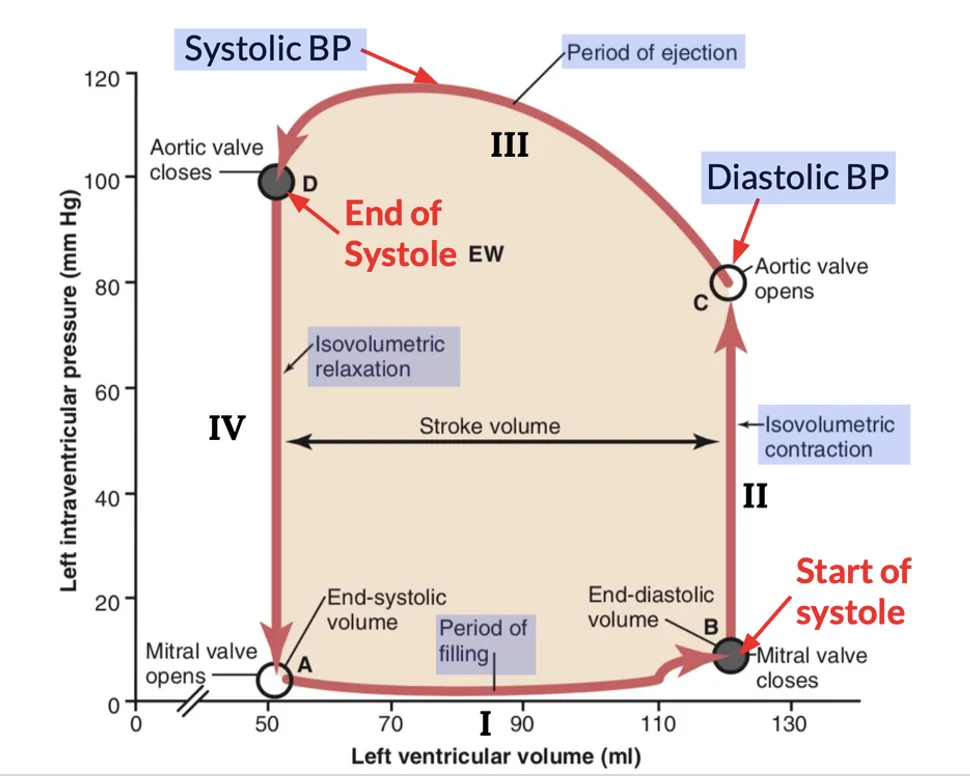 It is divided into four phases. Phase I: Period of filling. This phase in the volume pressure diagram begins at a ventricular volume of about 50 ml and a diastolic pressure of 2 to 3 mm Hg. The amount of blood that remains in the ventricle after the previous heartbeat, 50 ml, is called the end-systolic volume. As venous blood flows into the ventricle from the left atrium, the ventricular volume normally increases to about 120 ml, called the end-diastolic volume, an increase of 70 ml. Therefore, the volume-pressure diagram during phase I extends along the line labeled “I,” from point A to point B, with the volume increasing to 120 ml and the diastolic pressure rising to about 5 to 7 mm Hg. Phase II: Period of isovolumic contraction. During isovolumic contraction, the volume of the ventricle does not change because all valves are closed. However, the pressure inside the ventricle increases to equal the pressure in the aorta, at a pressure value of about 80 mm Hg, as depicted by point C. Phase III: Period of ejection. During ejection, the systolic pressure rises even higher because of still more contraction of the ventricle. At the same time, the volume of the ventricle decreases because the aortic valve has now opened and blood flows out of the ventricle into the aorta. Therefore, the curve labeled “III,” or “period of ejection,” traces the changes in volume and systolic pressure during this period of ejection. Phase IV: Period of isovolumic relaxation. At the end of the period of ejection (point D), the aortic valve closes, and the ventricular pressure falls back to the diastolic pressure level. The line labeled “IV” traces this decrease in intraventricular pressure without any change in volume. Thus, the ventricle returns to its starting point, with about 50 ml of blood left in the ventricle and at an atrial pressure of 2 to 3 mm Hg.