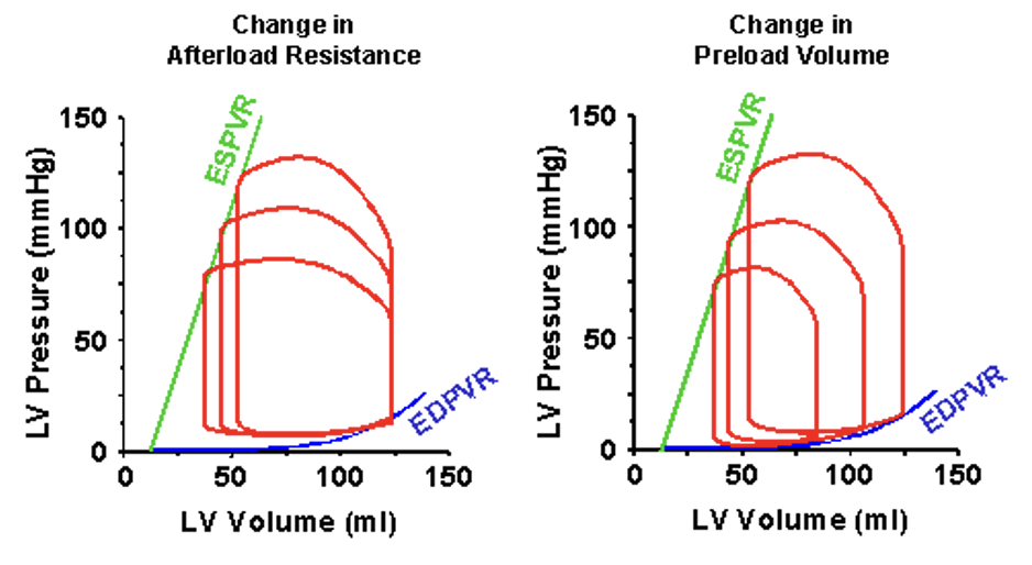 In the panel on the left, there are three PV loops, which have the same EDV but have different aortic pressures; in obtaining these loops the properties of the arterial system were changed (specifically, the total peripheral resistance was modified) without modifying anything about the way the ventricle works. The upper left hand corner of each loop falls on the ESPVR, while the bottom right part of the loop falls on the EDPVR. In the panel on the right, three different loops are shown which have different EDVs and different aortic pressures. Here, the loops were obtained by modifying only the EDV without modifying anything about the heart or the arterial system. The upper left hand corner of each loop falls on the ESPVR, while the bottom right part of the loop falls on the EDPVR. The ESVPR curve is an essential tool for assessing ventricular contractility. It helps distinguish between different types of cardiac dysfunction. For instance, a flatter ESVPR curve suggests systolic dysfunction, commonly seen in heart failure with reduced ejection fraction (HFrEF). On the other hand, a steeper curve might be seen with increased contractile states, such as during stress or with certain pharmacological interventions.