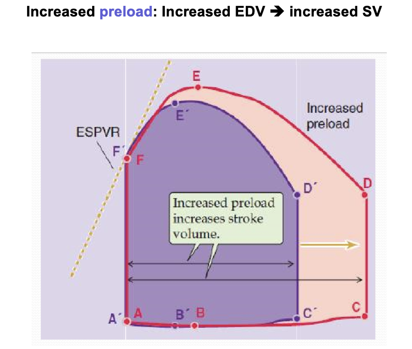 How PV-Loops are Affected by Afterload and Preload