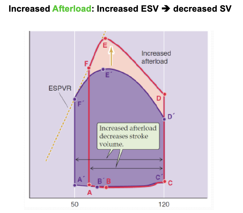  Increased Afterload: Increased ESV - decreased SV