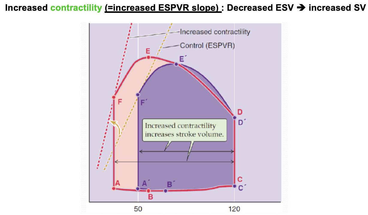 Increased contractility 