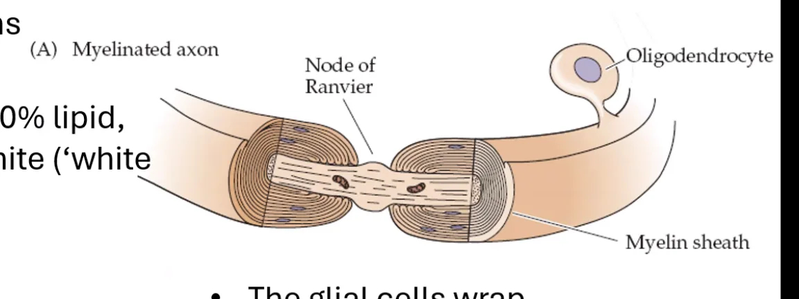 Oligodendrocyte