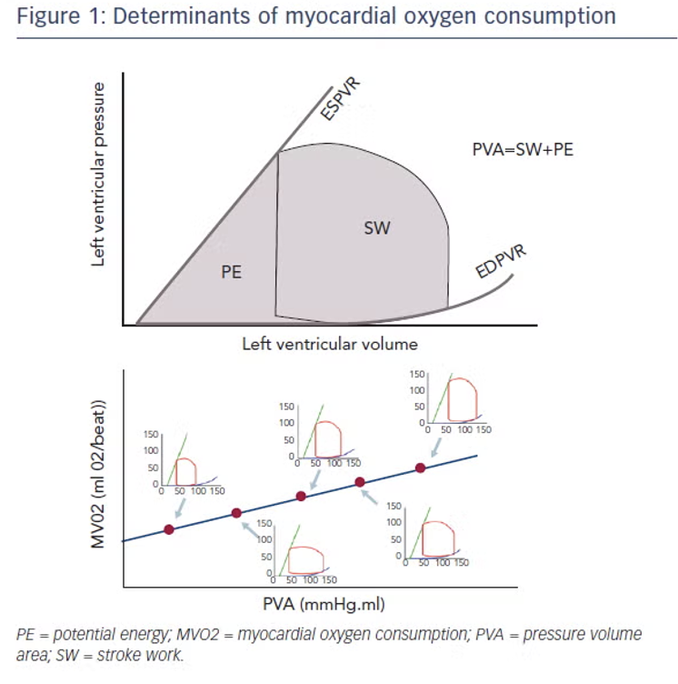 The summation of external and potential work is your Pressure-Volume Area (PVA). The PVA is the sum of all of the heart's work and is proportionate to myocardial oxygen consumption, as an increase in PVA will come with accompanying increases in myocardial oxygen consumption, and vice versa.  If you compare two hearts that show a similar PVA, the heart that has a greater amount of external work performed per total pressure-volume area, (which can also be thought of as greater external work relative to potential work) would acquaint to a more efficient heart, as more blood is being pumped for the same total energy. These calculated parameters can give you information about how much work the heart is doing i.e. Cardiac Power (External Work x Heart Rate) and how efficiently it’s performing that work, also known as Cardiac Efficiency (External Work per unit energy consumed).
