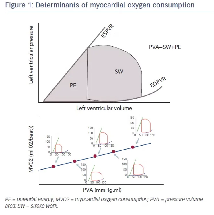The summation of external and potential work is your Pressure-Volume Area (PVA). The PVA is the sum of all of the heart's work and is proportionate to myocardial oxygen consumption, as an increase in PVA will come with accompanying increases in myocardial oxygen consumption, and vice versa.  If you compare two hearts that show a similar PVA, the heart that has a greater amount of external work performed per total pressure-volume area, (which can also be thought of as greater external work relative to potential work) would acquaint to a more efficient heart, as more blood is being pumped for the same total energy. These calculated parameters can give you information about how much work the heart is doing i.e. Cardiac Power (External Work x Heart Rate) and how efficiently it’s performing that work, also known as Cardiac Efficiency (External Work per unit energy consumed).
