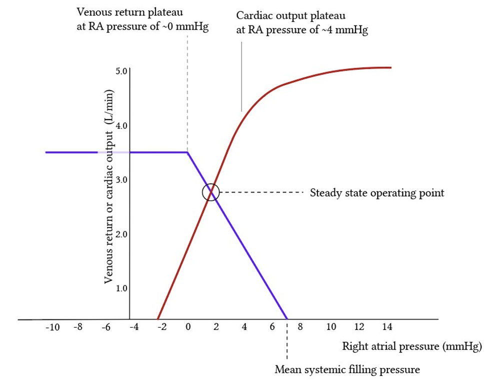 Now that we have both the cardiac and the vascular curves in hand, and knowing that they are plotted on the same axis, the next natural step is to combine them into one diagram. This defines the steady state operating point.