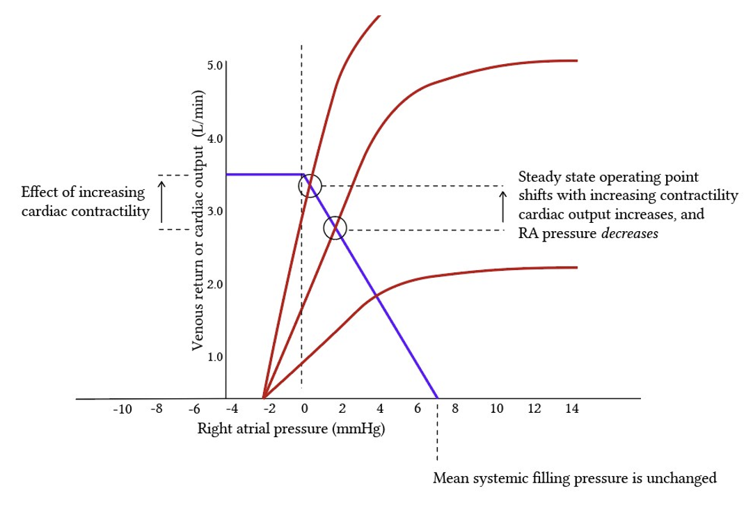 Effect of contractility on the cardiac output/venous return relationship