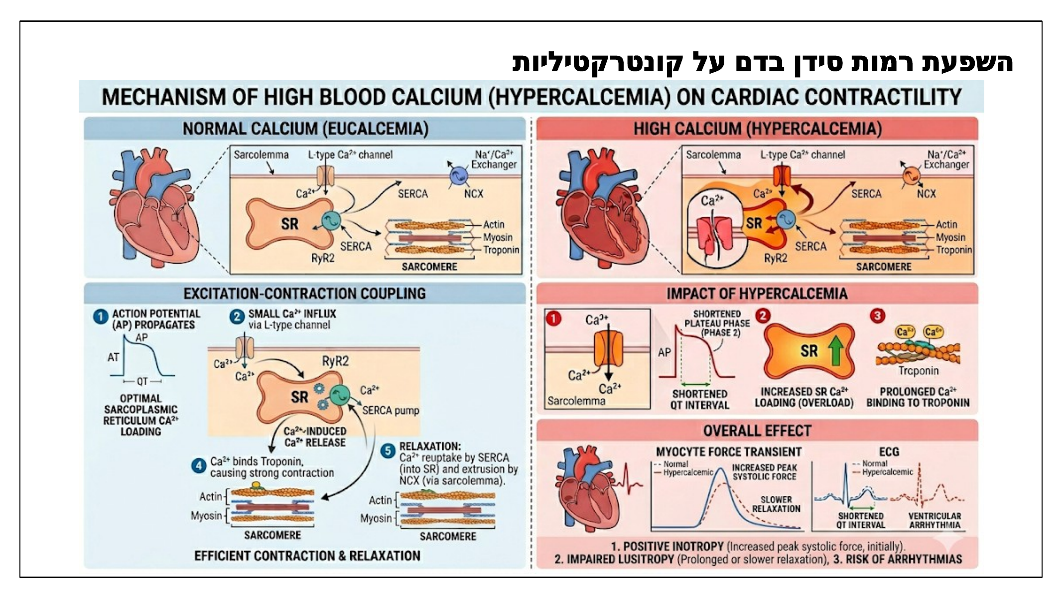 השפעת רמות סידן בדם על קונטרקטיליות
