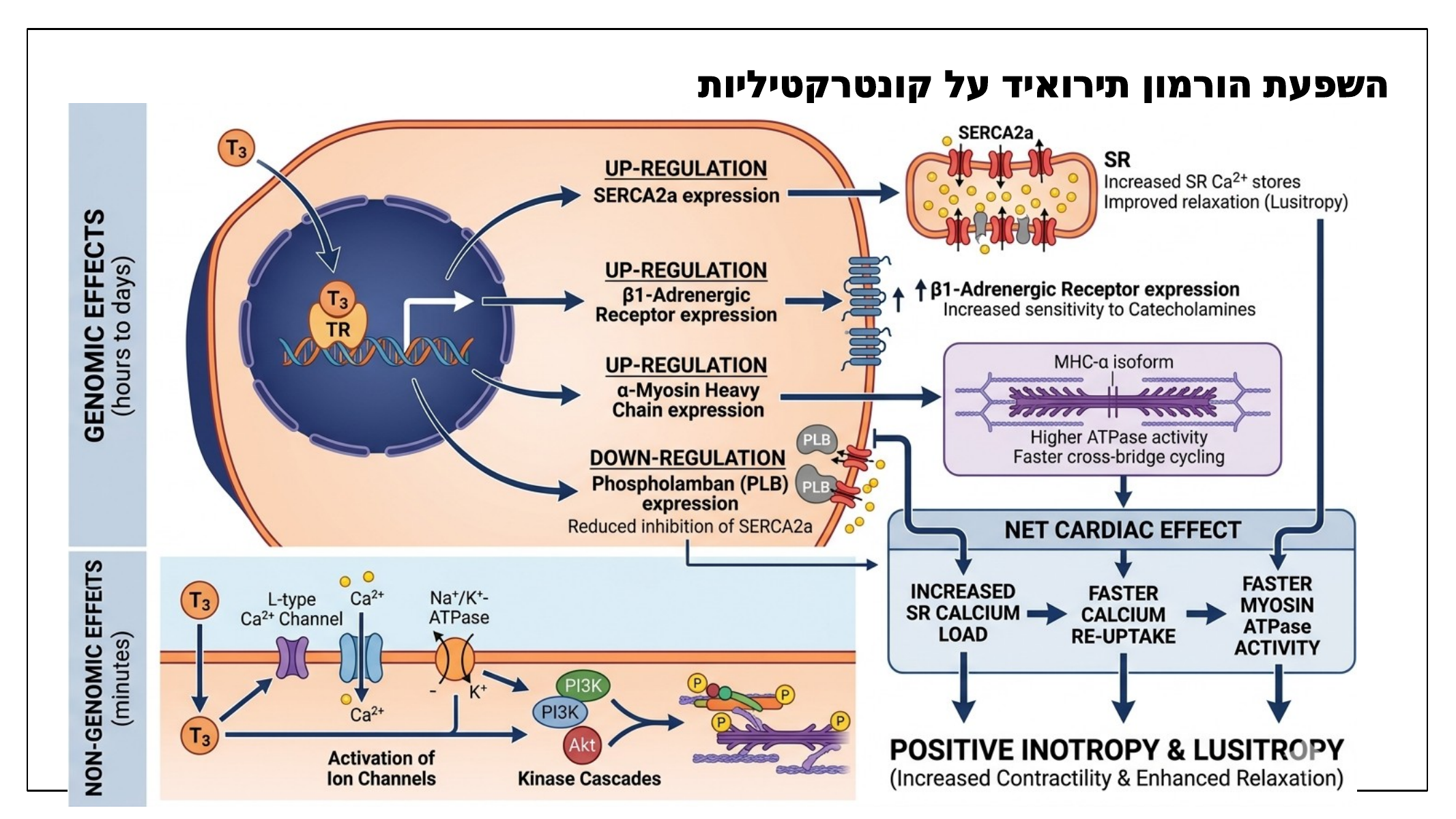 השפעת הורמון תירואיד על קונטרקטיליות