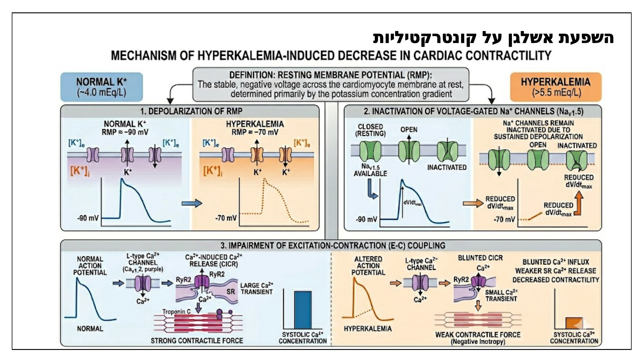 השפעת אשלגן על קונטרקטיליות