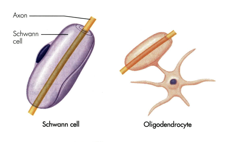 Shwnn cells vs Oligodendrocyte