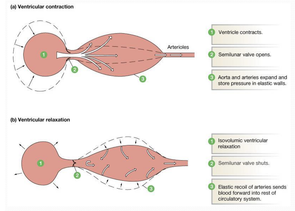 Why Do We Need Elasticity in Arteries?
