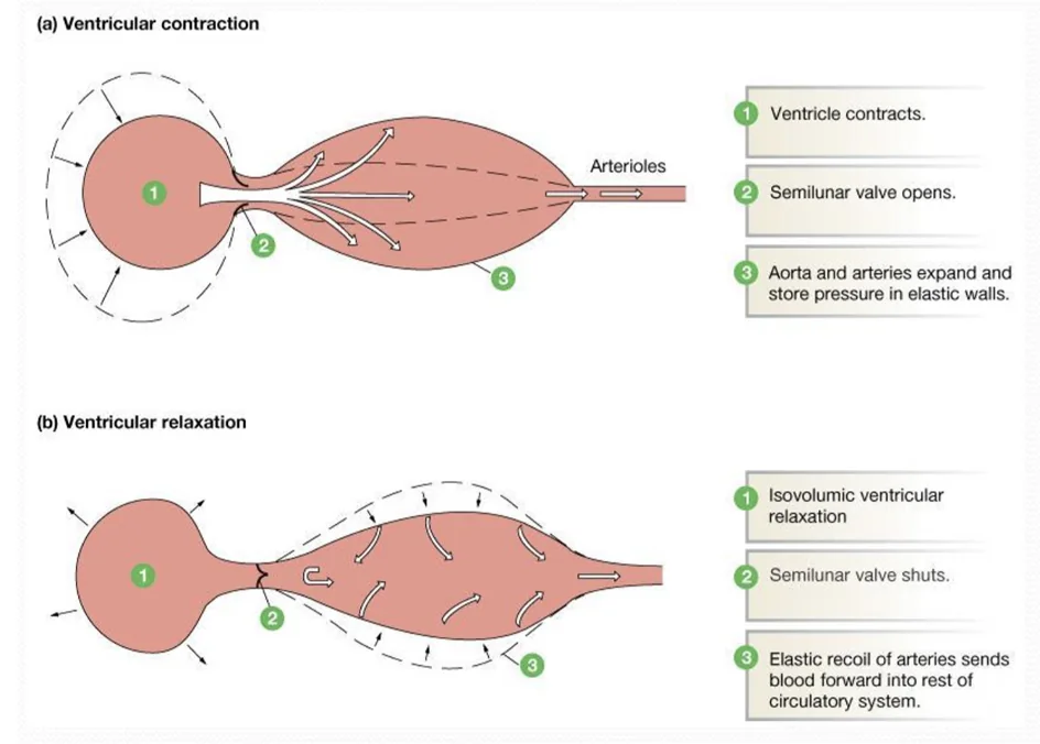 Why Do We Need Elasticity in Arteries?